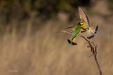 Vumbura - Little Bee Eaters